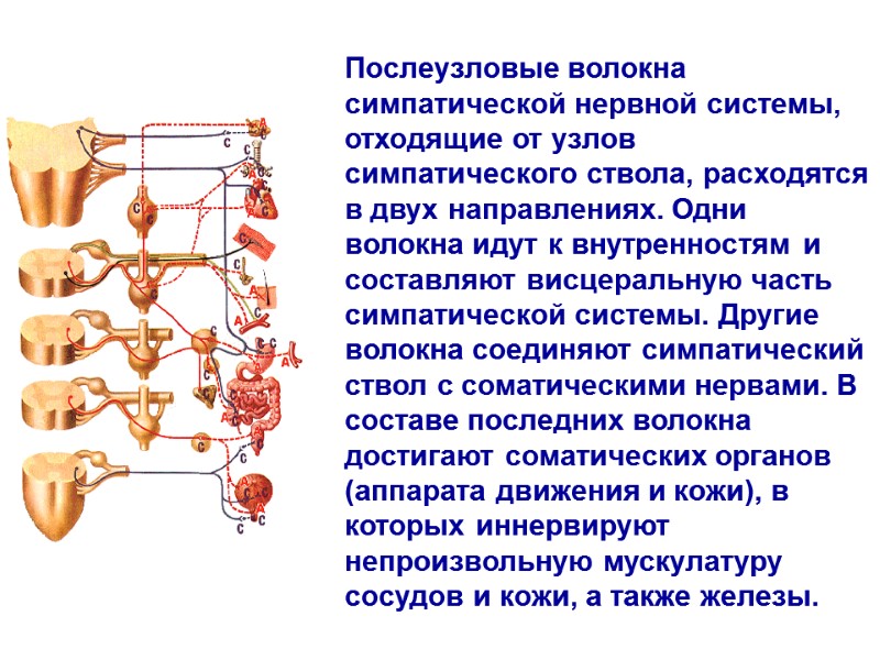 Послеузловые волокна симпатической нервной системы, отходящие от узлов симпатического ствола, расходятся в двух направлениях. Послеузловые волокна симпатической нервной системы, отходящие от узлов симпатического ствола, расходятся в двух направлениях.